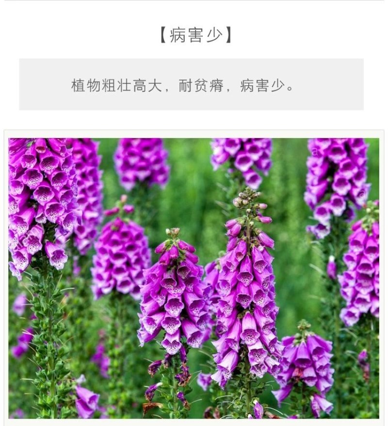 毛地黄种子指顶吊钟花种籽洋地黄耐寒四季易种室内阳台绿植盆