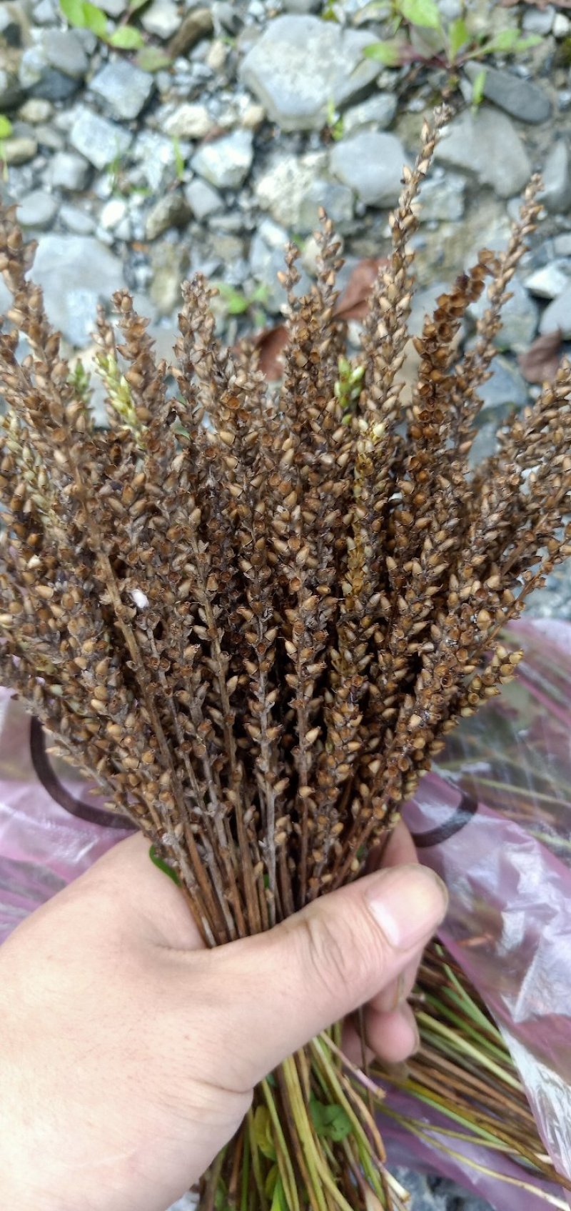 车钱草现货野生！！！不走大货。，，，，，，