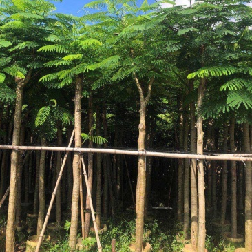 凤凰木