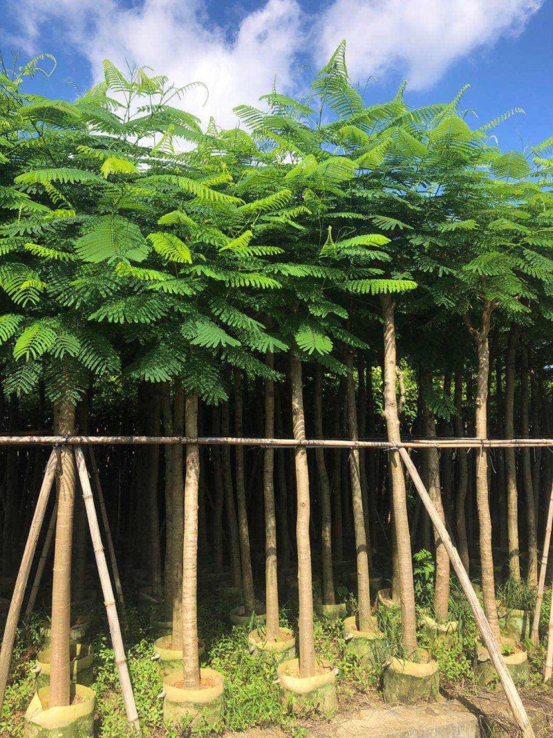 凤凰木
