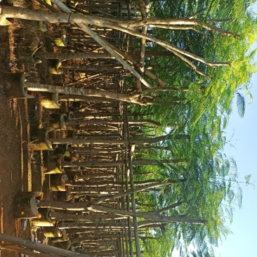 凤凰木