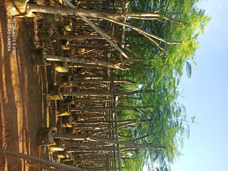 凤凰木