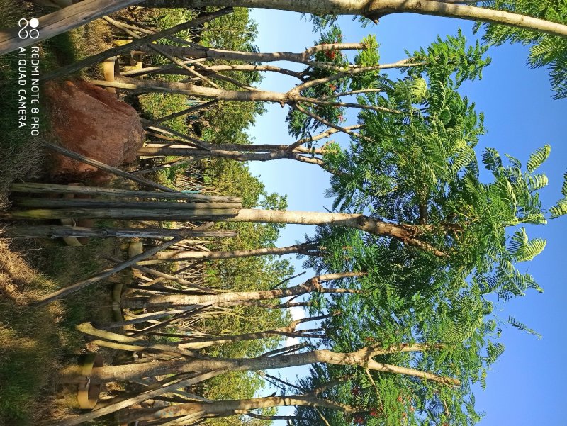 凤凰木