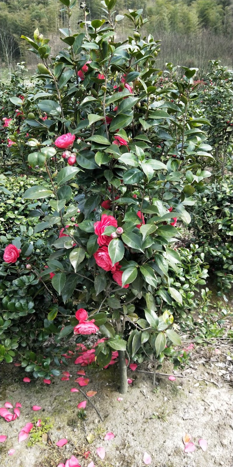 工程绿化。茶花。茶花。茶花