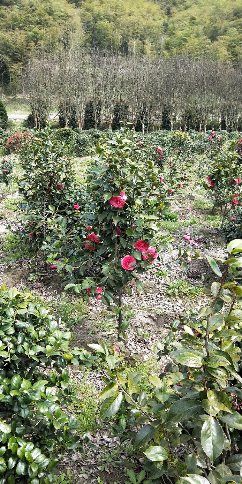 工程绿化。茶花。茶花。茶花