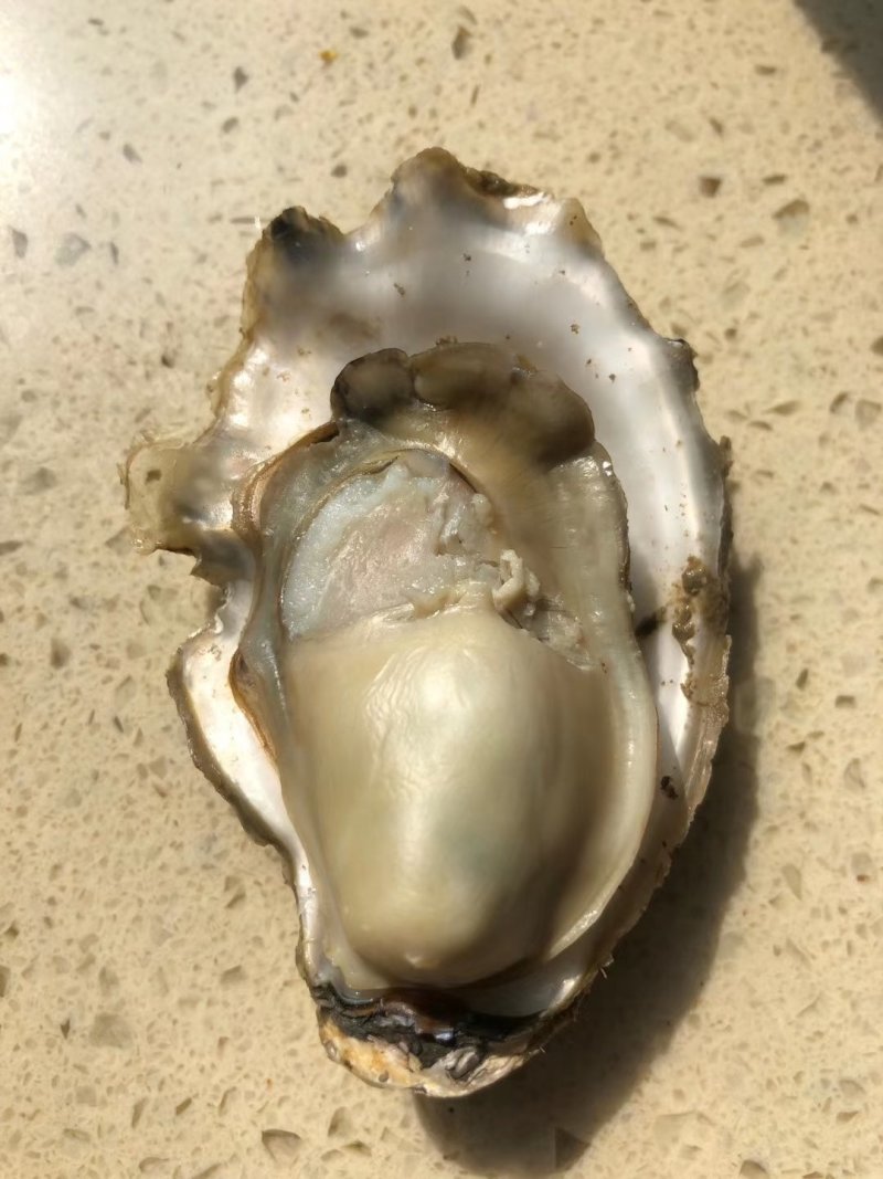 生蚝