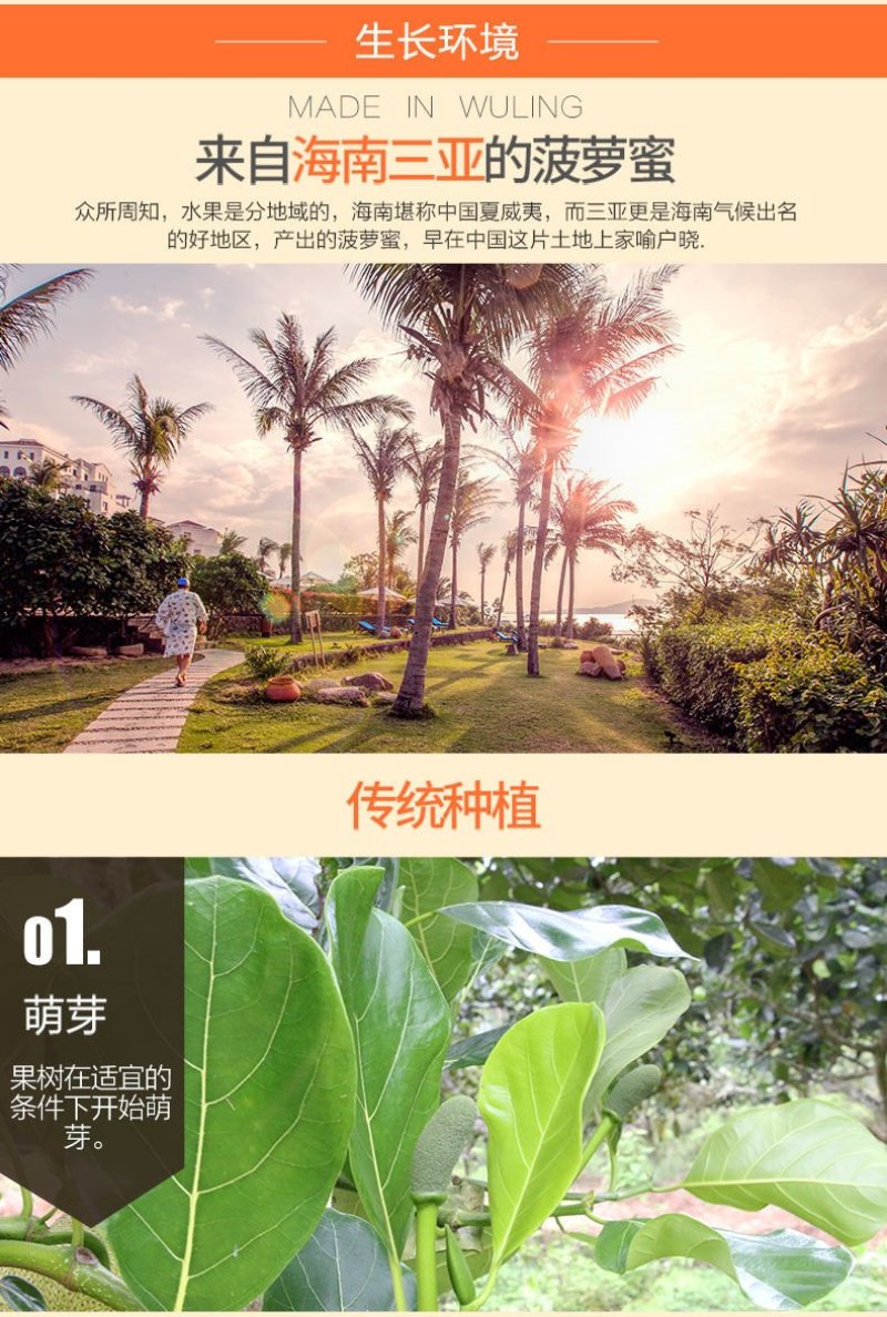 海南菠萝蜜【一件代发】电商平台微商代理社区团购实体批发