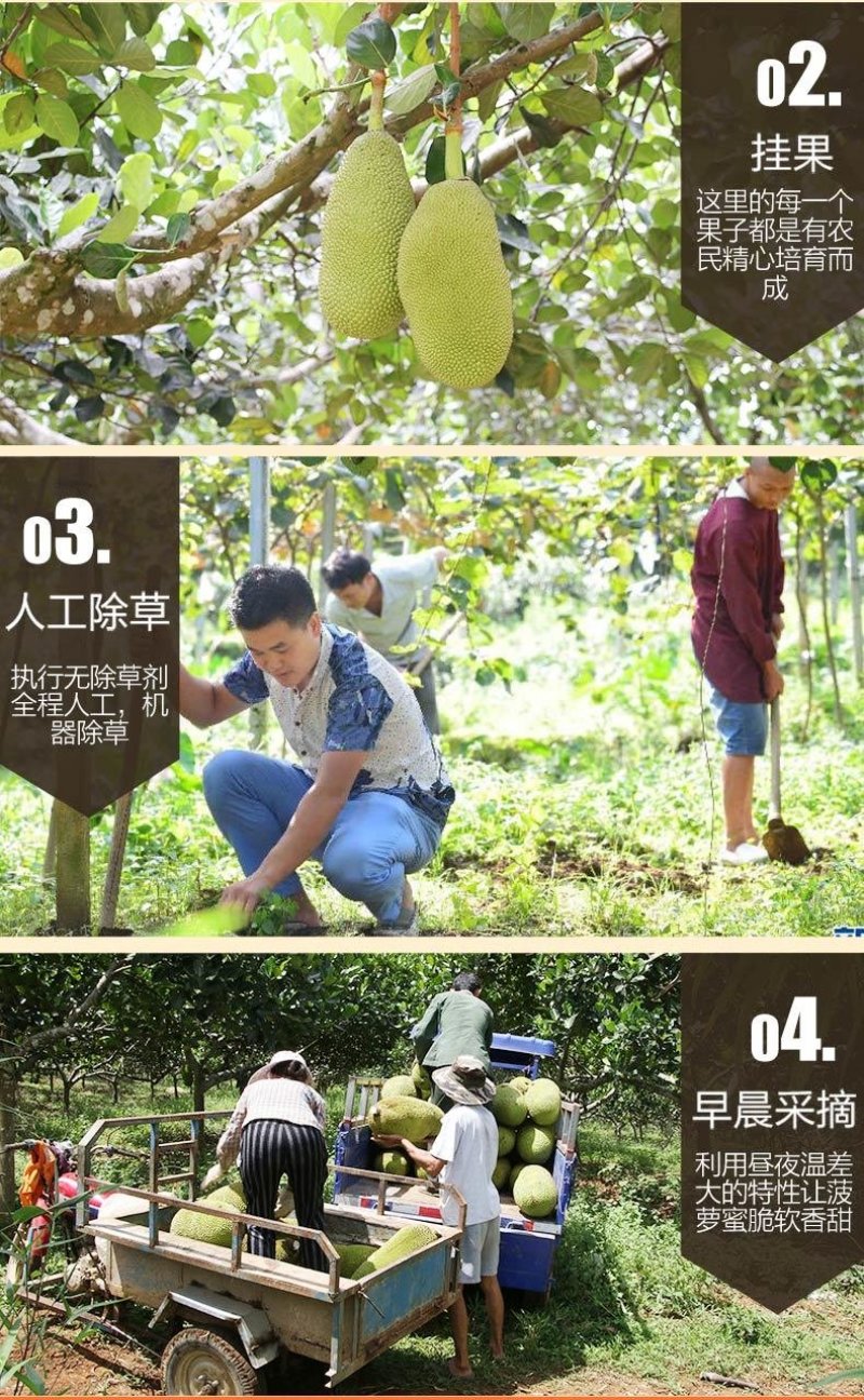 海南菠萝蜜【一件代发】电商平台微商代理社区团购实体批发