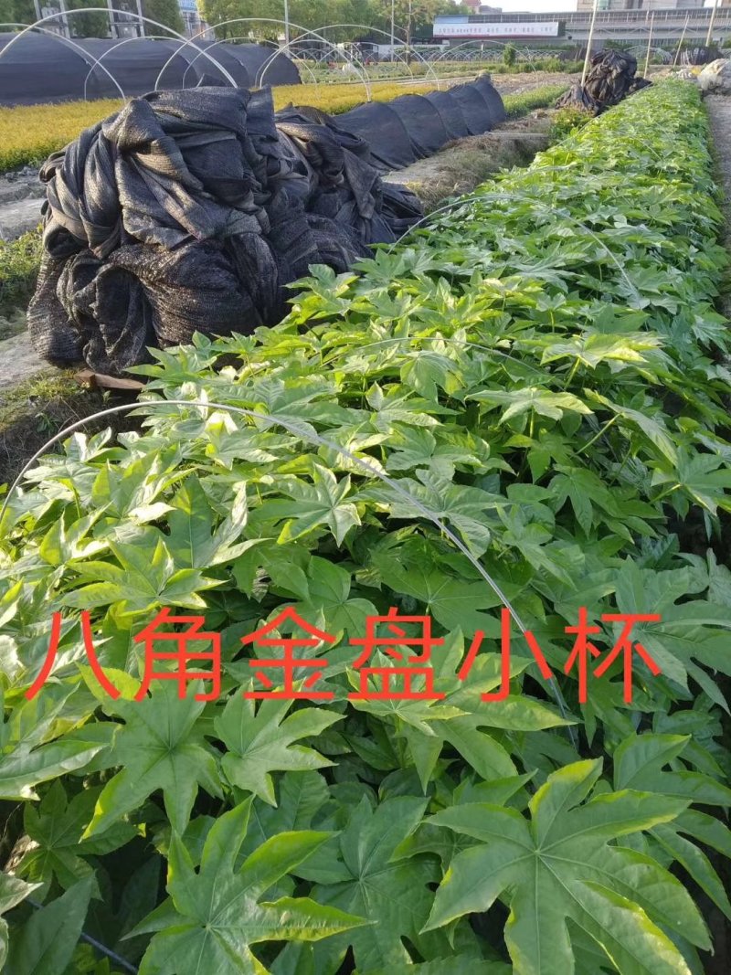 工程绿化。八角金盘。八角金盘