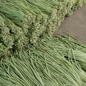 长豇豆条直货源充足量大从优，需要上货的客户赶快预订