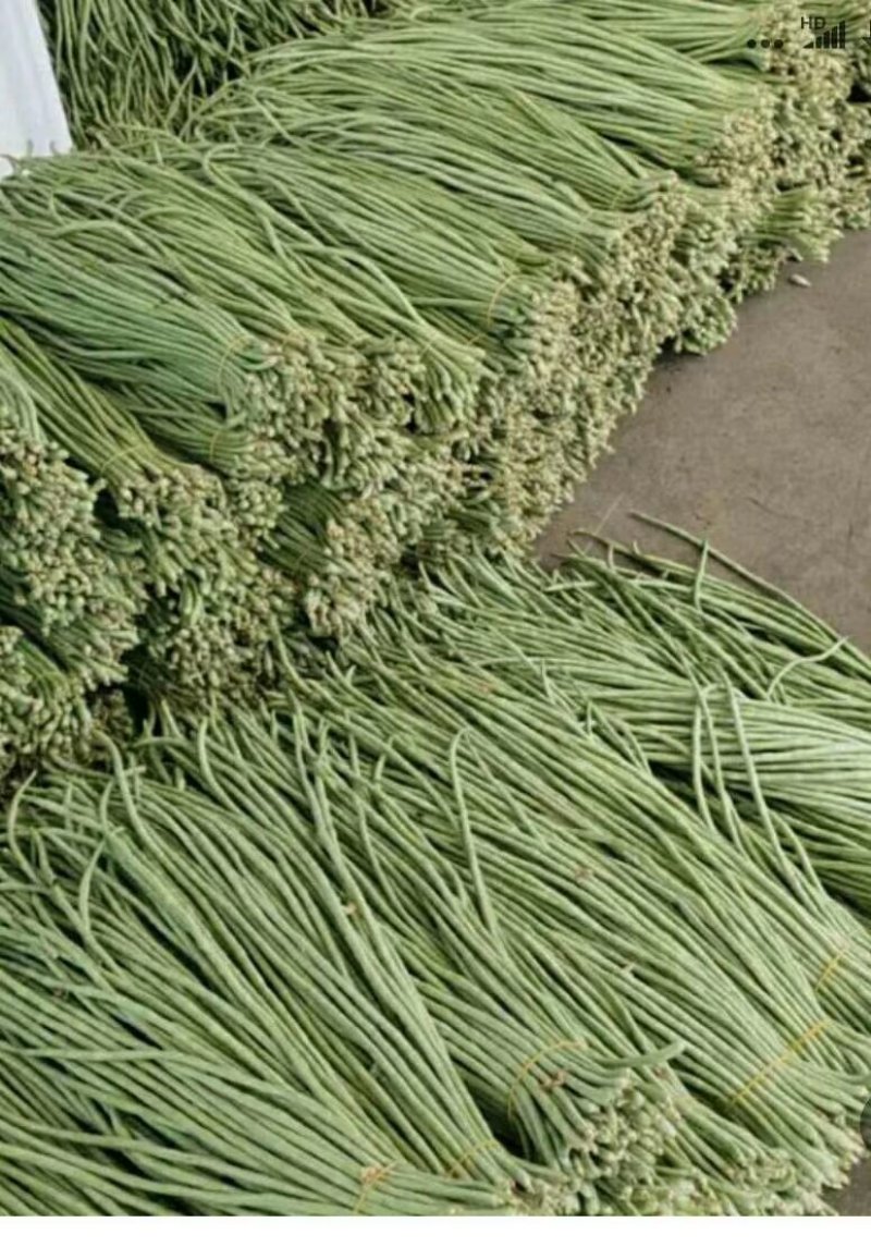 长豇豆条直货源充足量大从优，需要上货的客户赶快预订