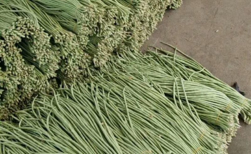 长豇豆条直货源充足量大从优，需要上货的客户赶快预订