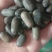 石莲子各种中药材泡酒料
