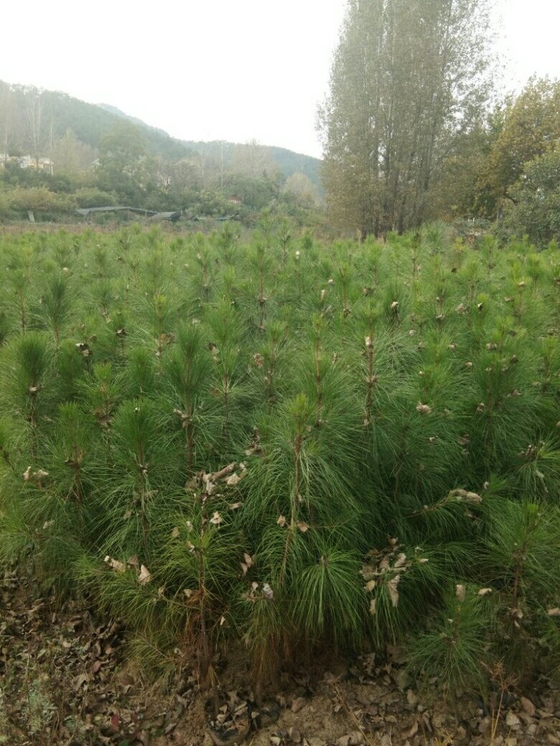 河南省南阳市桐柏县湿地松杯苗直销基地，占地上百亩。