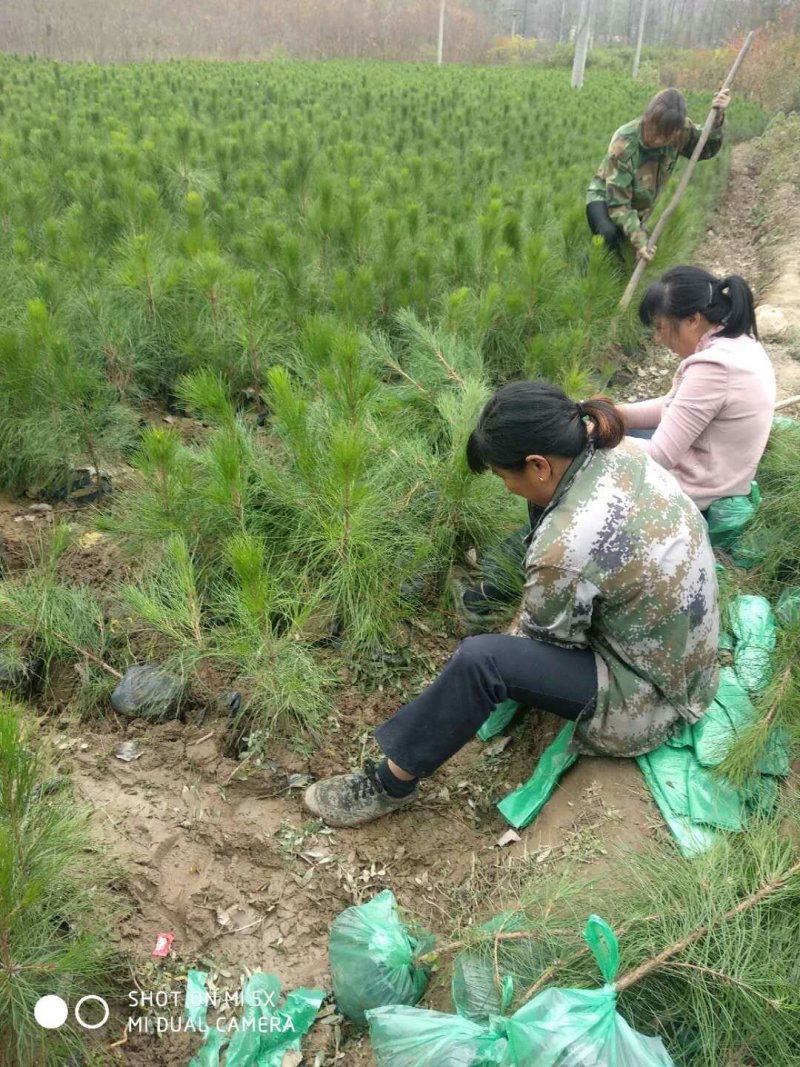河南省南阳市桐柏县湿地松杯苗直销基地，占地上百亩。