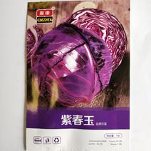 紫甘蓝种子，紫春玉甘蓝基地种植紫剑花菜种子