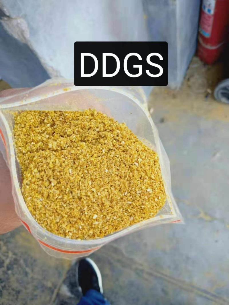 玉米酒糟是酒糟蛋白饲料的商品名，简称DDGS玉米酒糟
