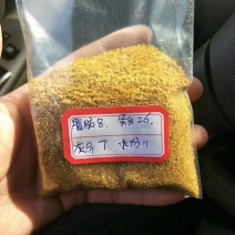 玉米酒糟是酒糟蛋白饲料的商品名，简称DDGS玉米酒糟