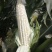 鲜玉米.白糯玉米大量上市啦！种植面积大、上货快、质量好…