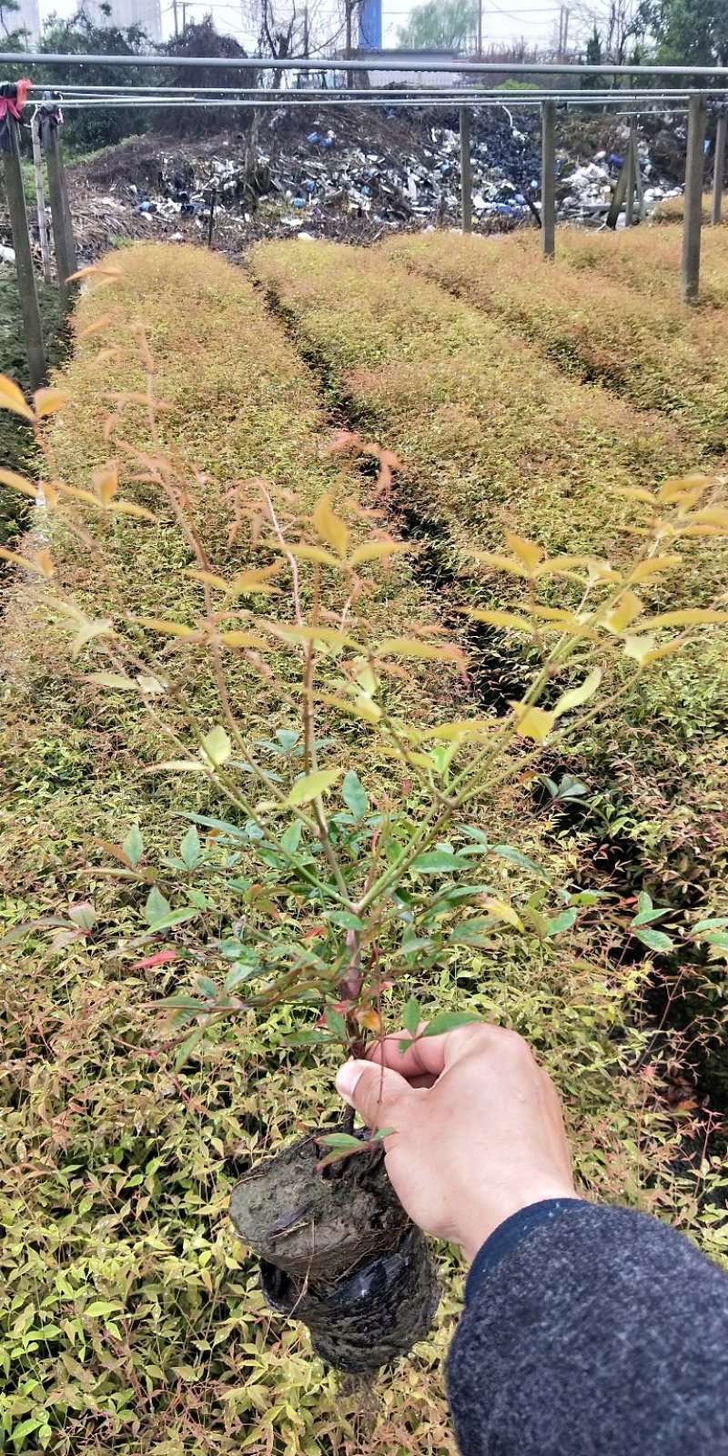 绿化苗木。南天竹。南天竹。南天竹