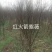 河南省南阳市紫薇直销，一手货源