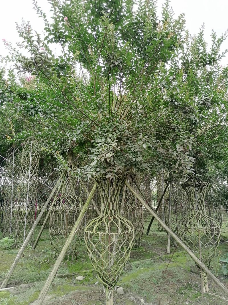 基地大量供应，紫薇造型，柱状造形，花瓶造型等，货源丰富