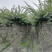 基地大量供应，紫薇造型，柱状造形，花瓶造型等，货源丰富