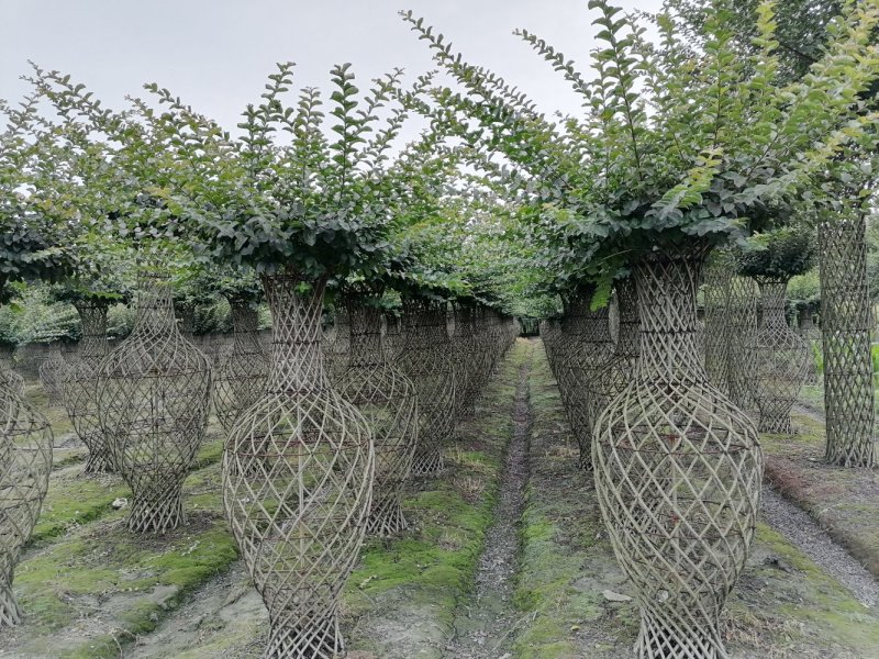 基地大量供应，紫薇造型，柱状造形，花瓶造型等，货源丰富