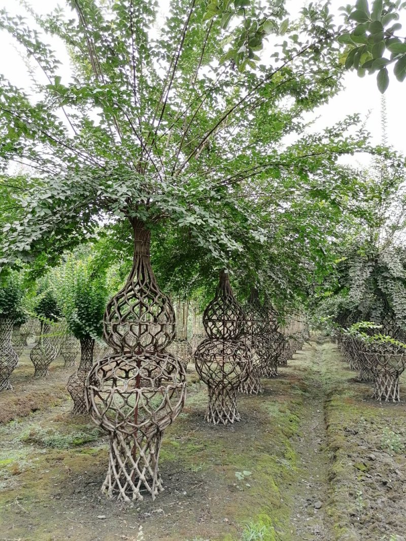 基地大量供应，紫薇造型，柱状造形，花瓶造型等，货源丰富