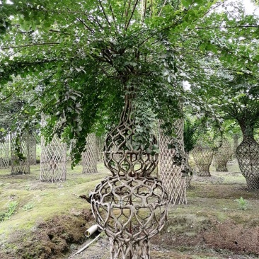 基地大量供应，紫薇造型，柱状造形，花瓶造型等，货源丰富