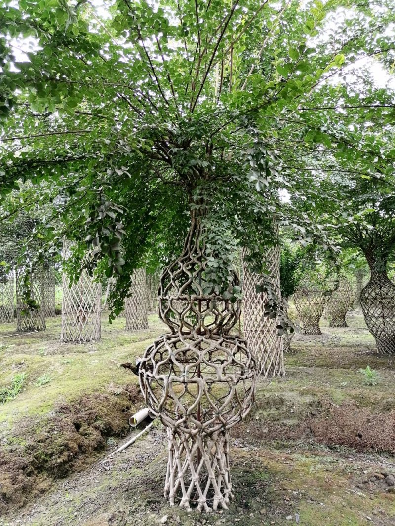 基地大量供应，紫薇造型，柱状造形，花瓶造型等，货源丰富