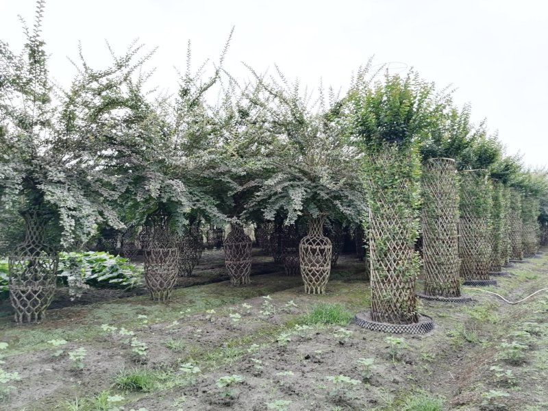 基地大量供应，紫薇造型，柱状造形，花瓶造型等，货源丰富