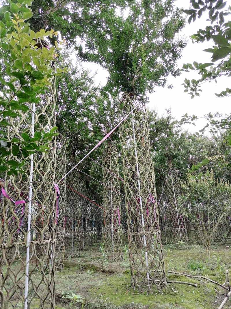 基地大量供应，紫薇造型，柱状造形，花瓶造型等，货源丰富