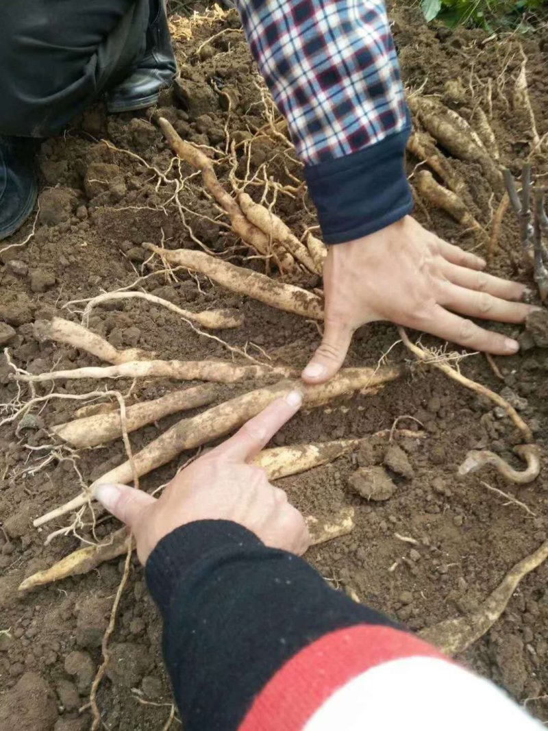 广西红花百部苗，育苗基地基供，根须好，货源充足，