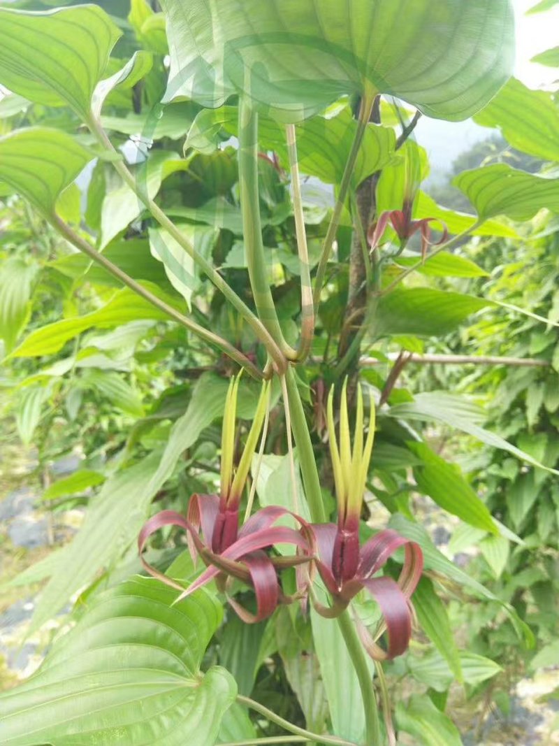 广西红花百部苗，育苗基地基供，根须好，货源充足，