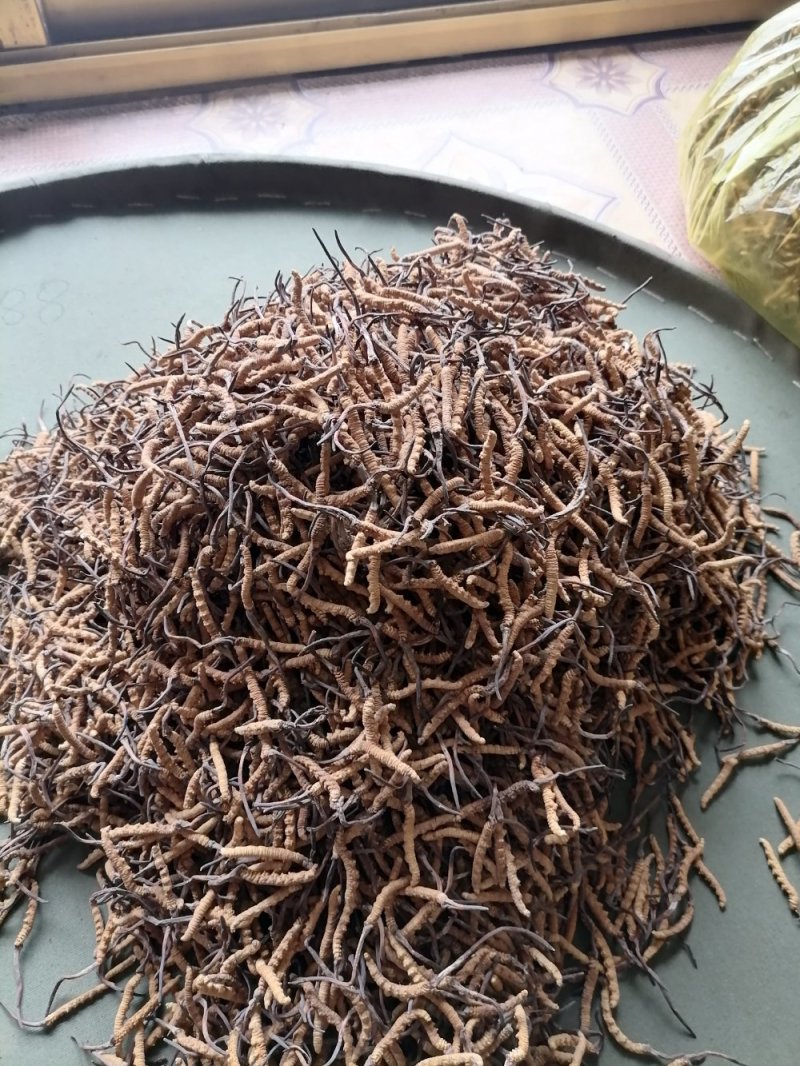 冬虫夏草产地之一边挖边销