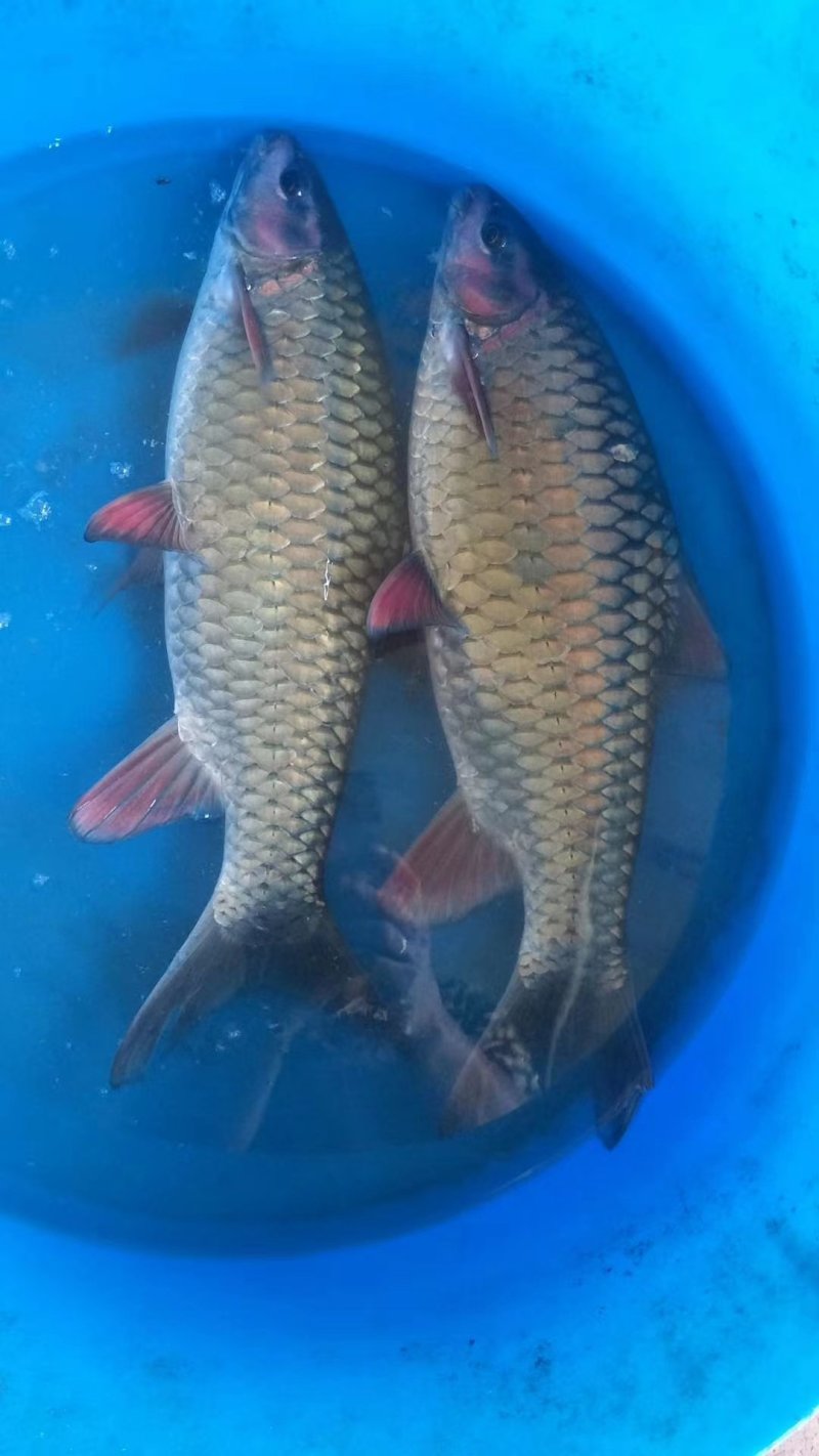 全国发货倒刺鲅鱼苗青竹鲤鱼苗倒刺鲃鱼苗竹佰鲤