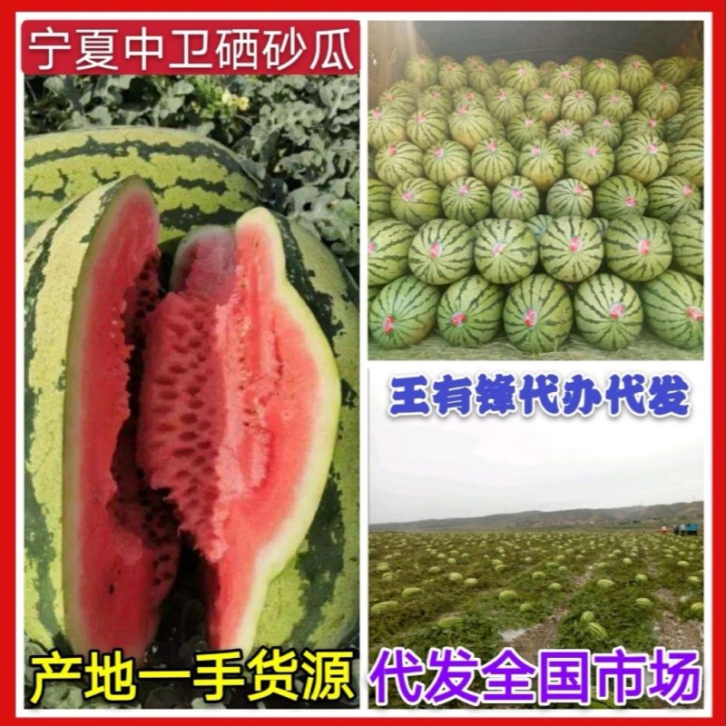 宁夏中卫硒砂瓜石缝瓜&金城5号、自根苗，产地代发全国