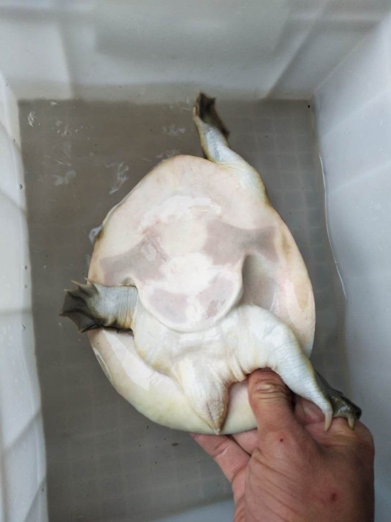 山区冷水鱼，精品鱼