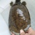 山区冷水鱼，精品鱼
