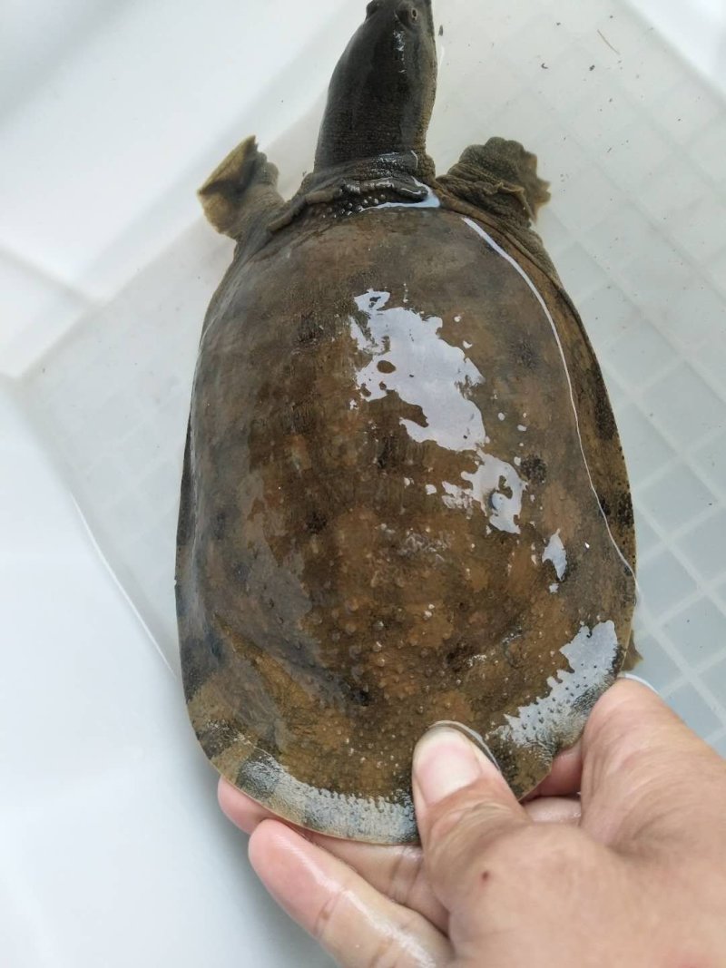 山区冷水鱼，精品鱼