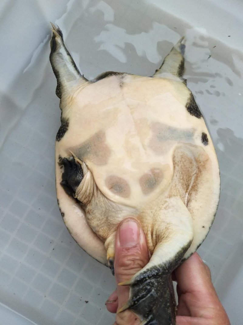 山区冷水鱼，精品鱼