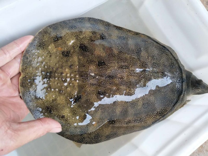 山区冷水鱼，精品鱼