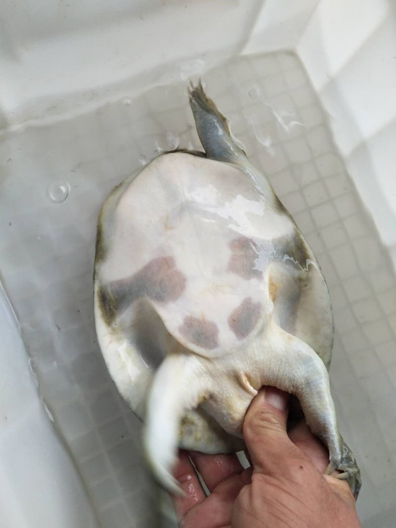 山区冷水鱼，精品鱼