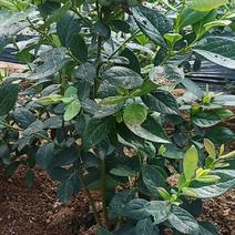『精品』莒南蓝莓苗，莱克西地栽1--5年，枝丰满根发达