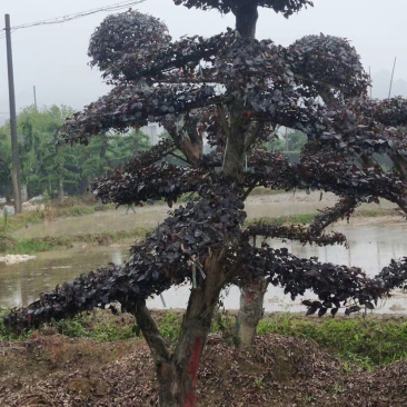 苗圃直供供应造型红花檵木桩，12-25公分，欢迎选购咨询