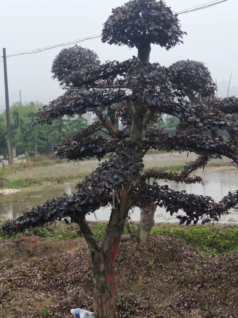 苗圃直供供应造型红花檵木桩，12-25公分，欢迎选购咨询