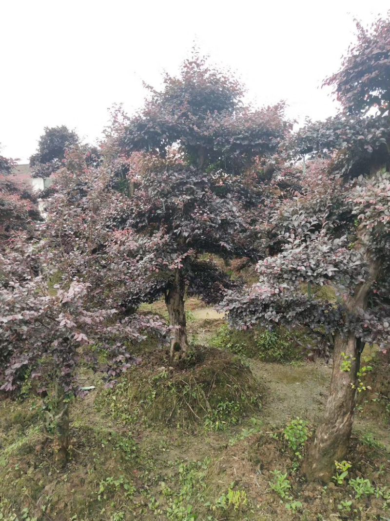 苗圃直供供应造型红花檵木桩，12-25公分，欢迎选购咨询