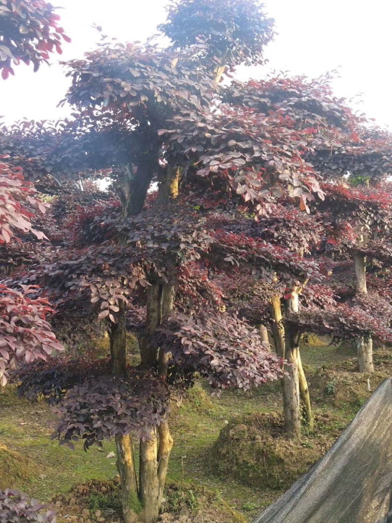 苗圃直供供应造型红花檵木桩，12-25公分，欢迎选购咨询