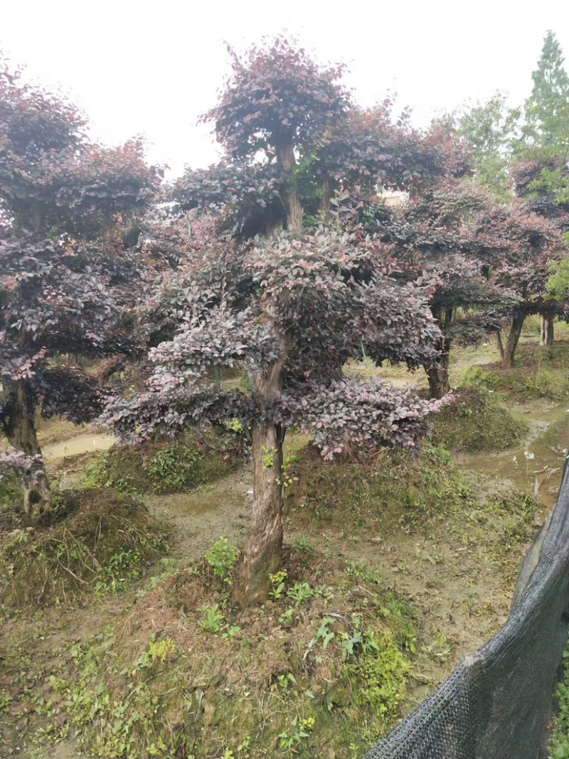 苗圃直供供应造型红花檵木桩，12-25公分，欢迎选购咨询